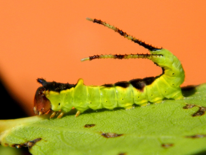 Dall''uovo all''adulto: Cerura (Apocerura) erminea  - Notodontidae